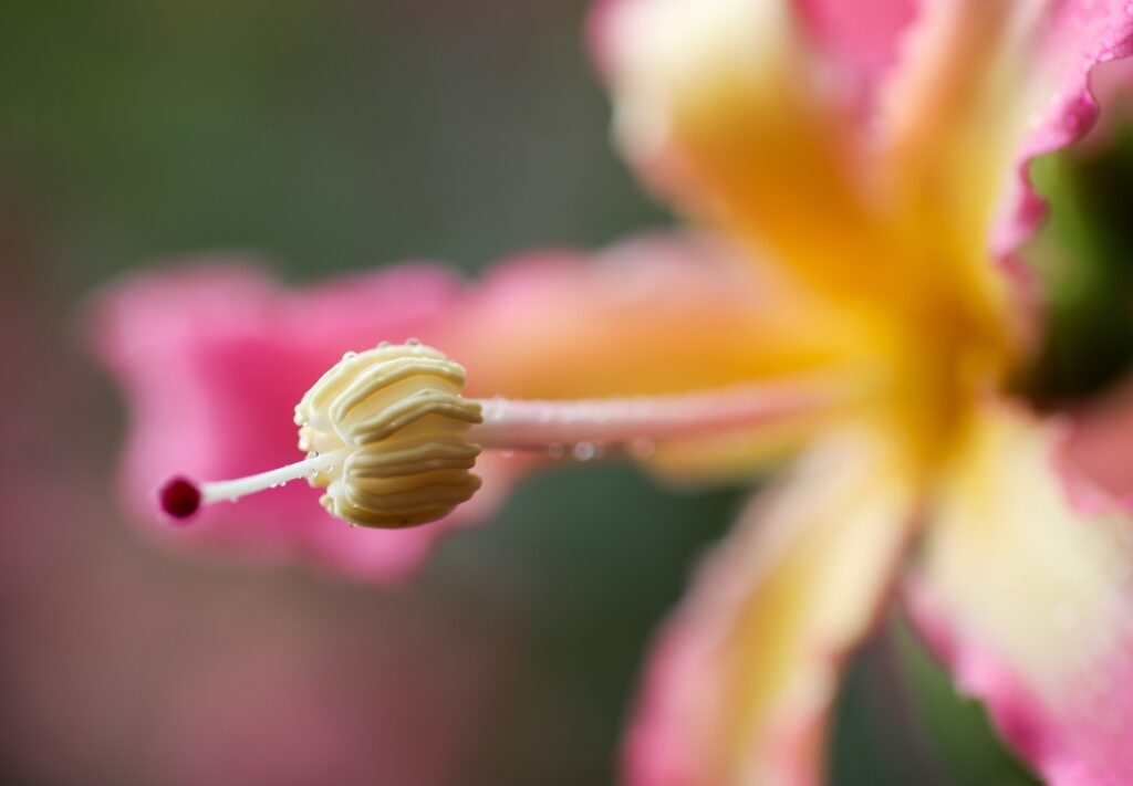 ceiba camba