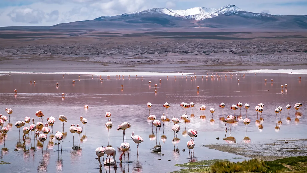 FLAMENCOS EN BOLIVIA