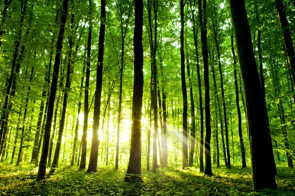 depositphotos 14254099 stock photo beautiful green forest